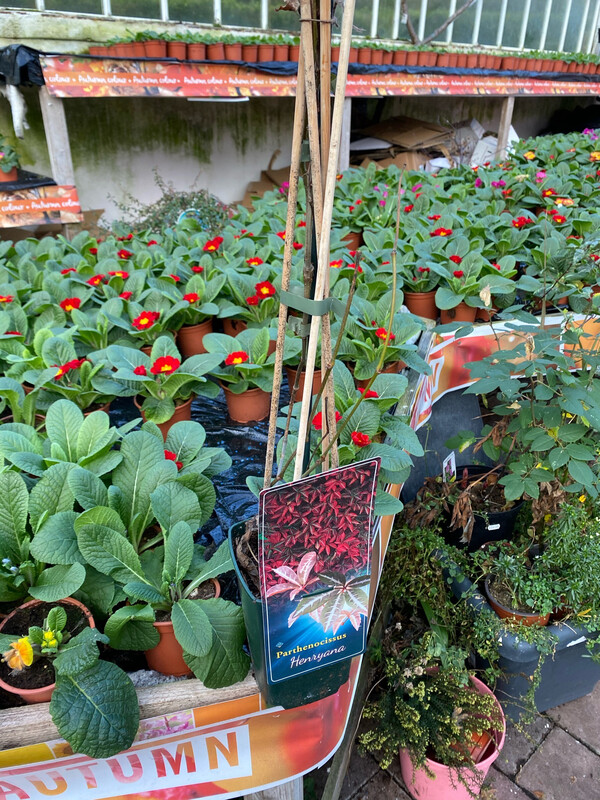 Parthenocissus Henryana (Henry's Ivy - Virginia Creeper')