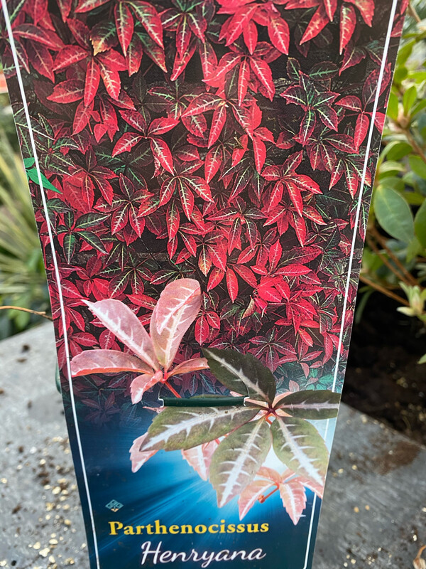 Parthenocissus Henryana (Henry's Ivy - Virginia Creeper')