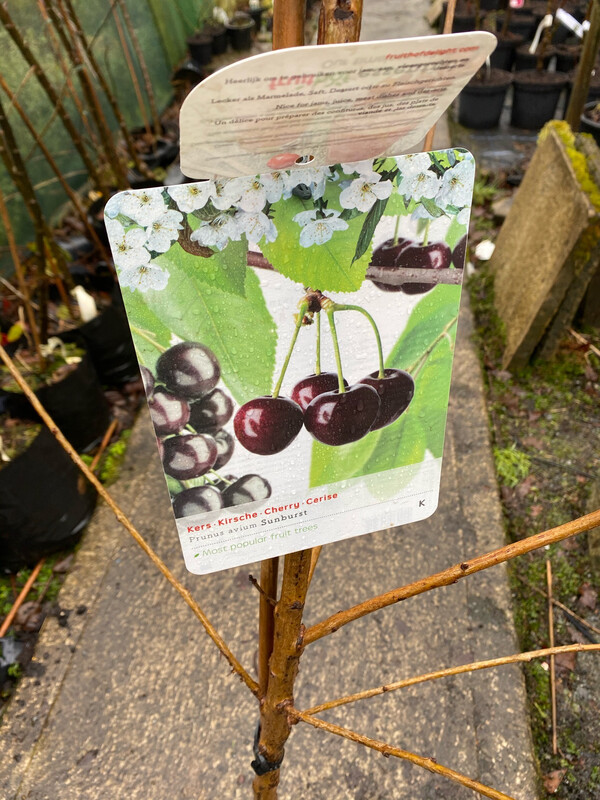 CHERRY SUNBURST a reliable cropper With heavy crops of sweet 🍒 cherries Strong Pot Grown Trees