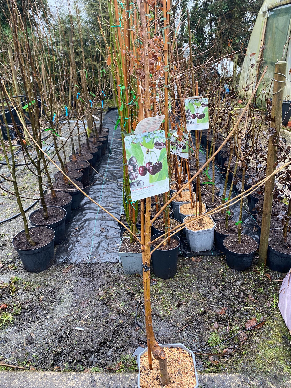 CHERRY SUNBURST a reliable cropper With heavy crops of sweet 🍒 cherries Strong Pot Grown Trees