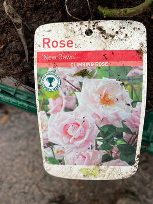 Rose New Dawn