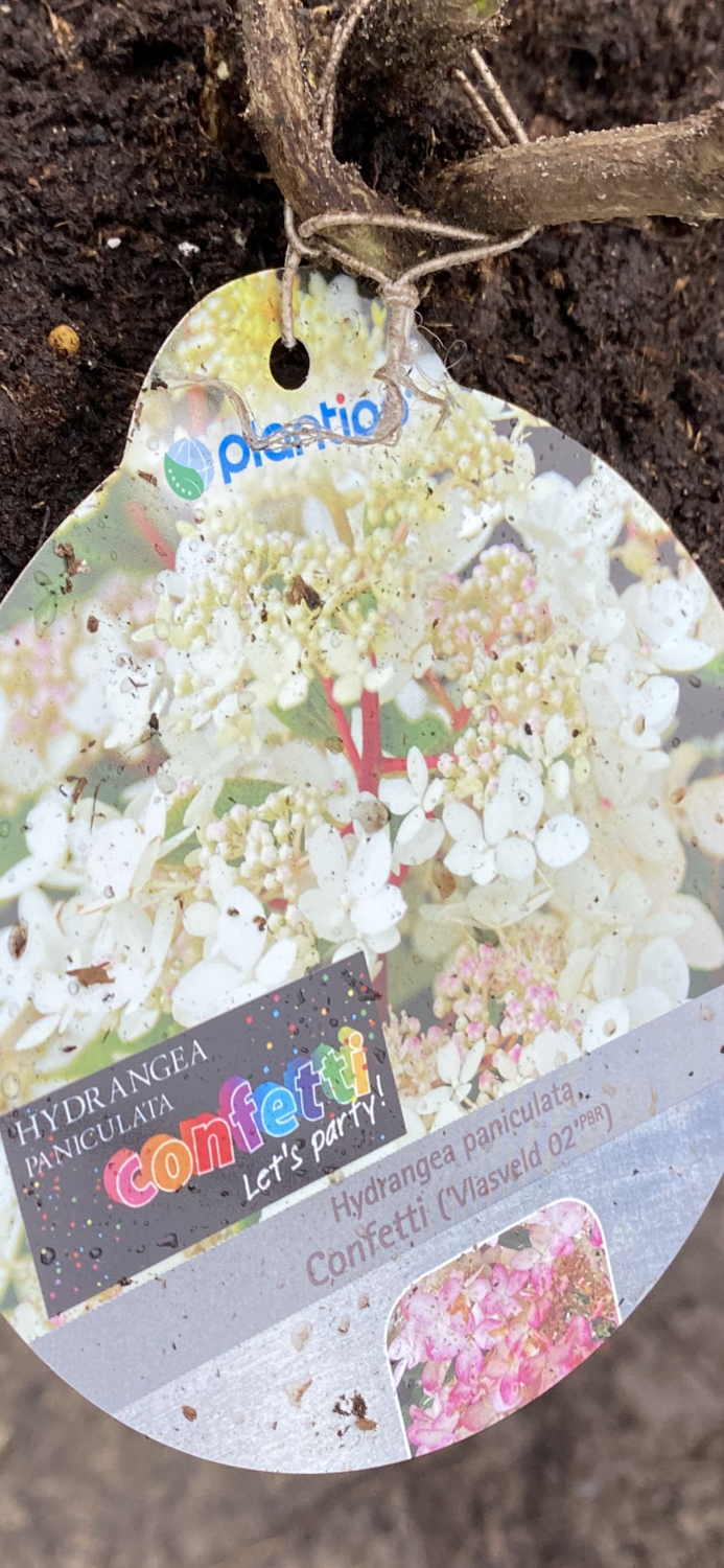 Hydrangea &#39;Confetti&#39; extra strong bushy Plants