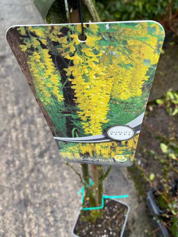 LABURNUM VOSSII “GOLDEN RAIN “ a medium sized tree that flowers with long yellow flowers In late spring early summer available Strong pot grown trees LABURNUM VOSSII “GOLDEN RAIN “ a medium sized tree that flowers with long yellow flowers In late spring early summer available Strong pot grown trees