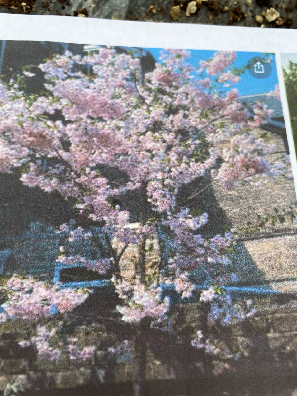 WINTER SPRING FLOWERING CHERRY(Prunus Autumnalis) semi Double  Pink Flowers Appear Depending On Weather From November To March