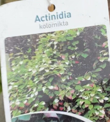 ORNAMENTAL KIWI ACTINIDIA KOLOMKTA a Climbing Plant With A Splashed kaleidoscope of colours in its leaves. Perfect For Wall Fence Or Arch Strong container grown plants