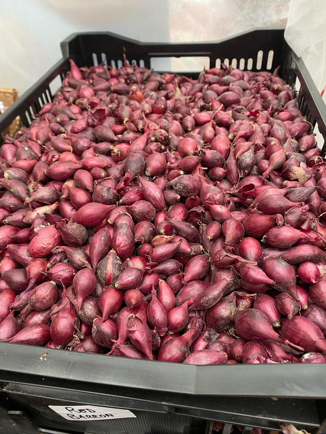 Onion Sets Red Baron - 1Lt