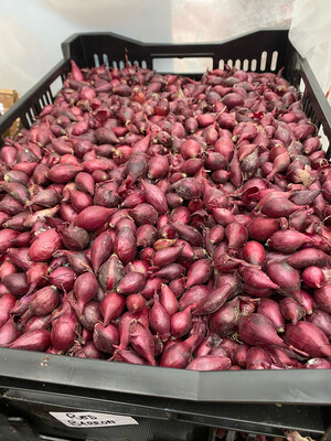 Onion Sets Red Baron - 1Lt