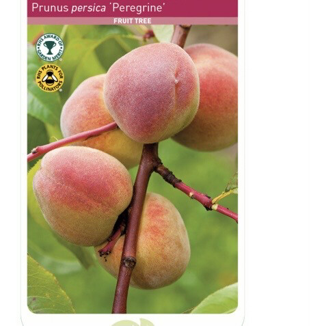 Peach 'Peregrine' Grow your own delicious Peaches with Prunus Persica Perigrene . Planting time is from now . Good in pots or beds.
