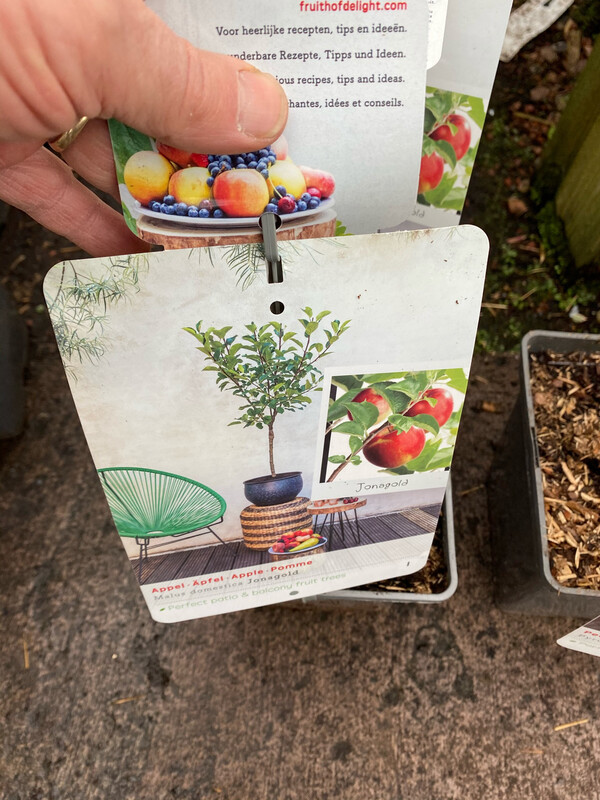 Apple Elstar (Dwarf)