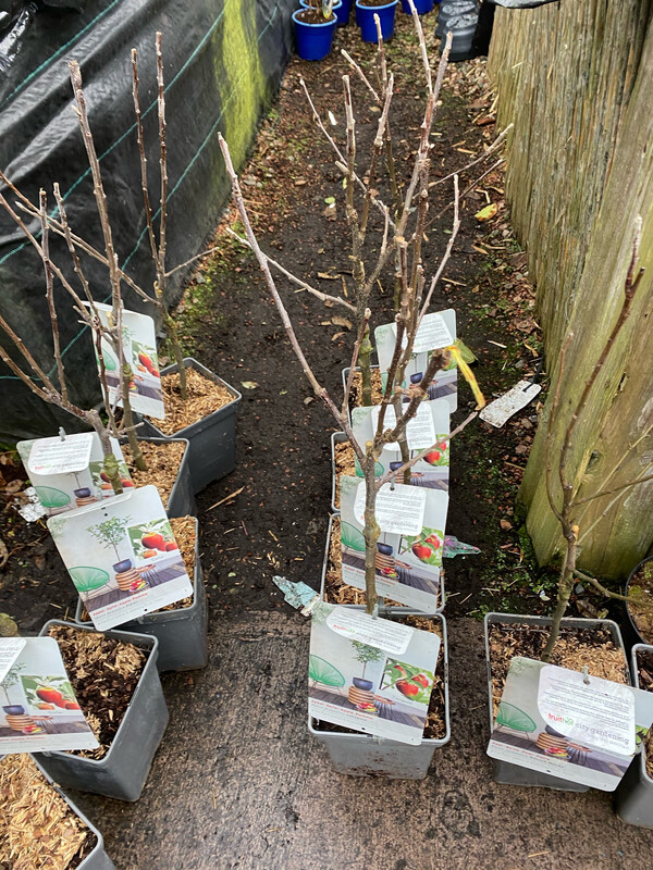 Apple Elstar (Dwarf)