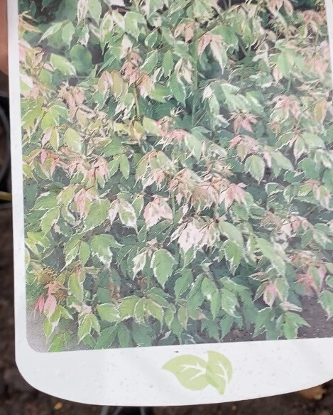 FLAMINGO MAPLE is a small garden tree with bright foliage in a mix of green ,cream and pink Good in pots or open garden Bushy and pot grown See Photo