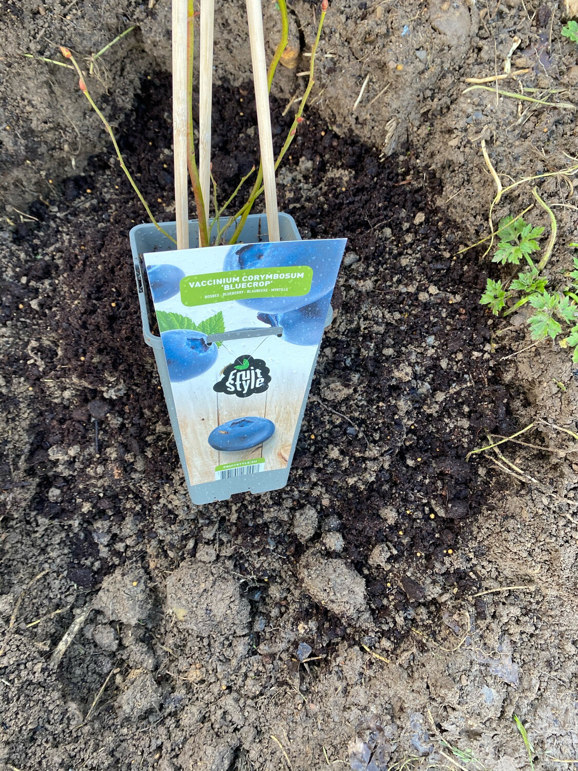 BLUEBERRY BLUECROP is a reliable blue berry with heavy crops of large fruit !