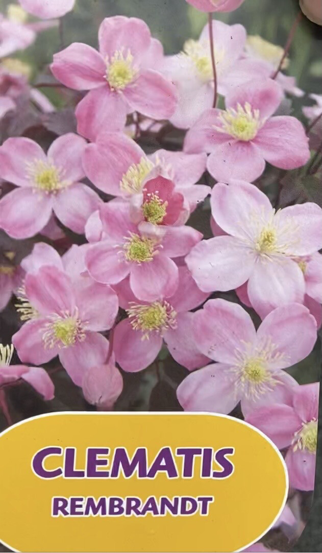 CLEMATIS REMBRANDT a hardy climber for wall ,fence or arch Pink fragrant flowers!