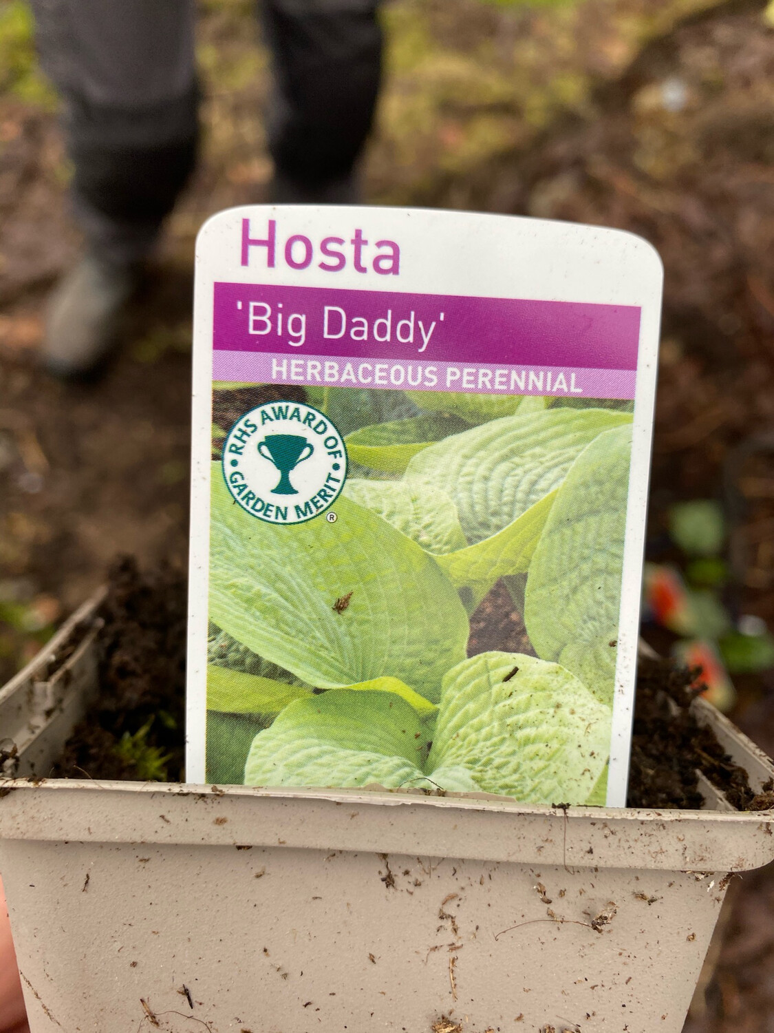 Hosta Big Daddy