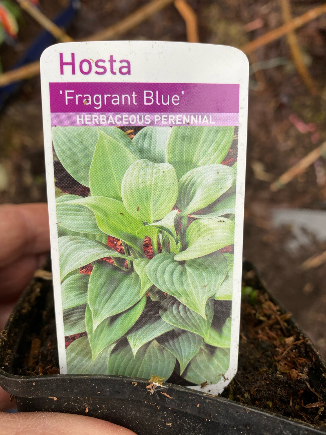 HOSTA FRAGRANT BLUE Grey foliage and pink fragrant flowers!