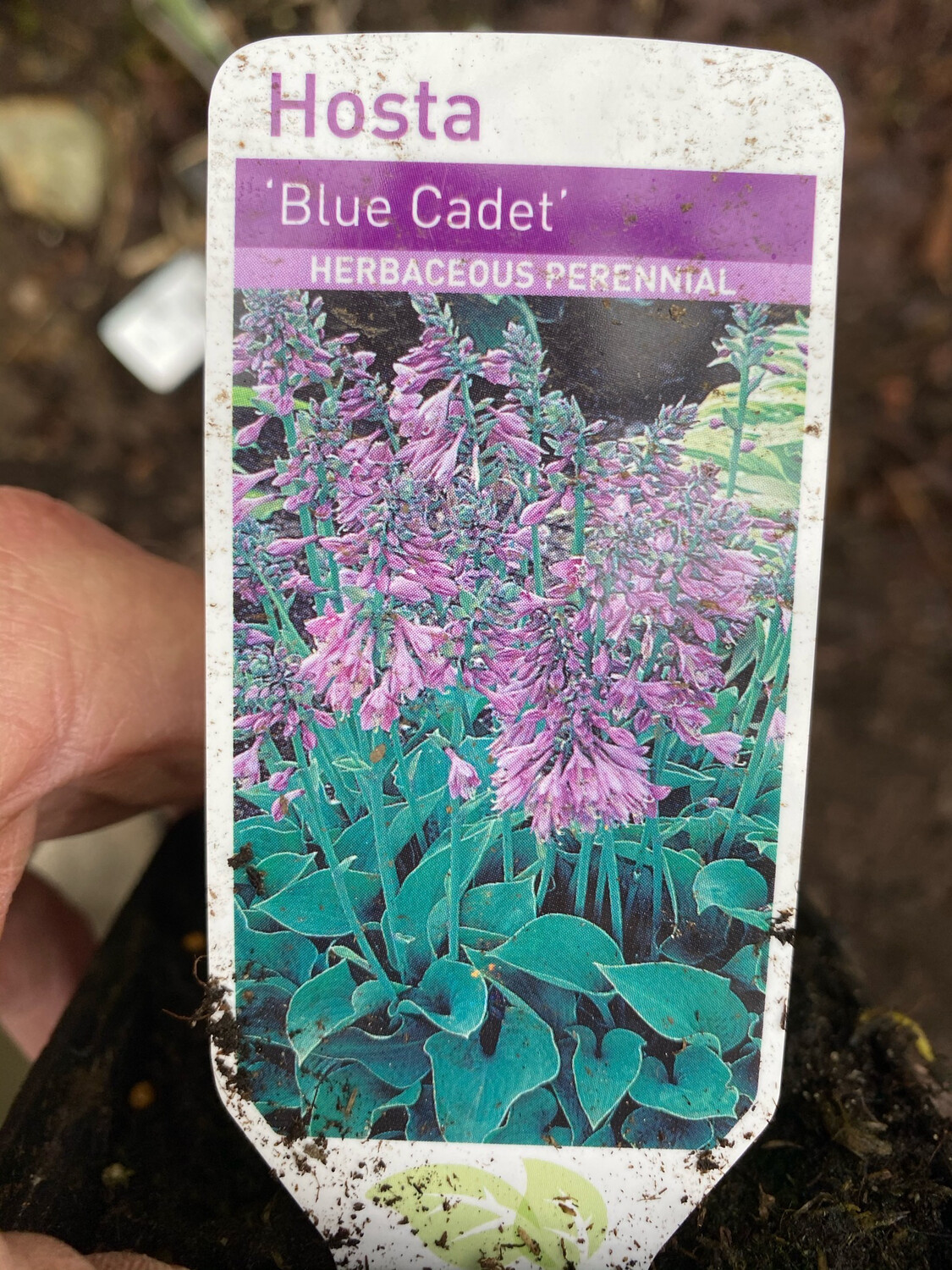 HOSTA BLUE CADET