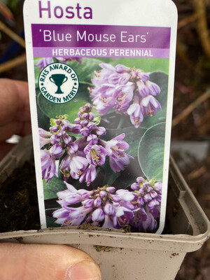 HOSTA BLUE MOUSE EARS