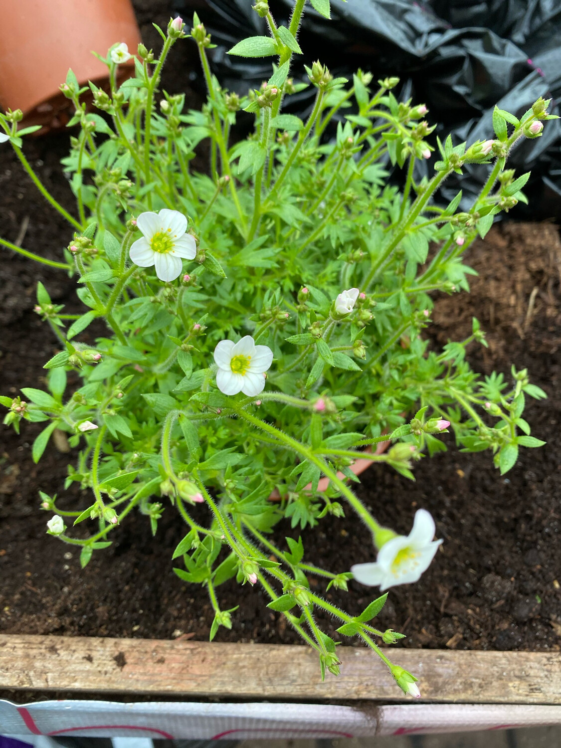Mossy Saxifrage White Cap
