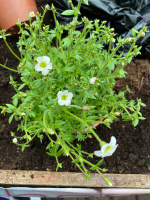 Mossy Saxifrage Creamy-White &#39;Buttercream&#39;