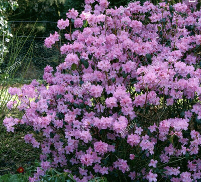 Hardy Shrubs 