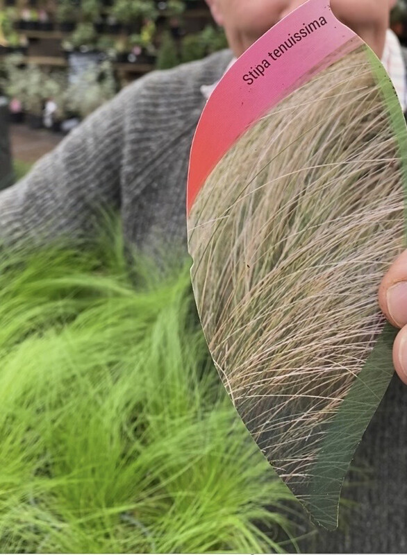 PONY TAIL GRASS ,grows Approx 60 Cm and flowers for months,winter hardy and lasts for years!