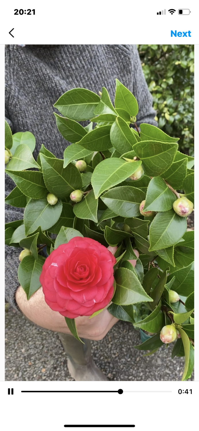 Camellia &#39;Black Lace&#39;