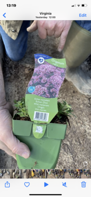 ORIGANO herb ...Well established Pot Grown Plants !