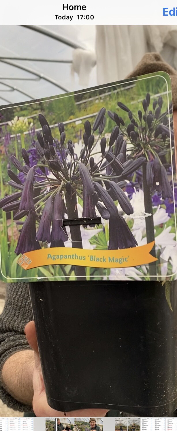 BLACK AGAPANTHUS BLACK MAGIC for Pots Or Beds