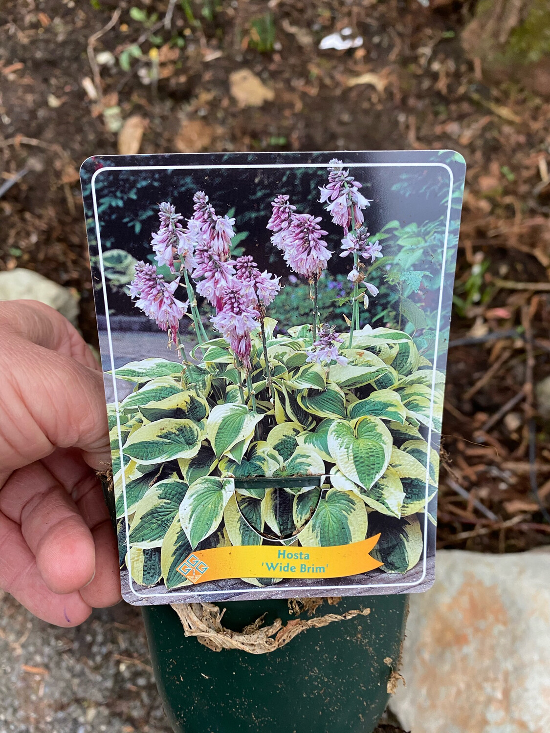 HOSTA WIDE BRIM ,colourful foliage and pink/mauve flowers Perfect In pots or beds 