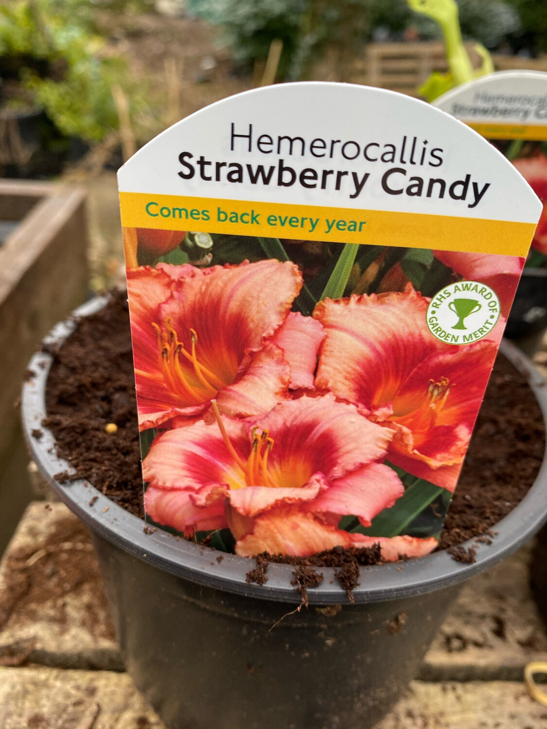 HEMEROCALLIS STRAWBERRY CANDY Hardy Day Lily flowers for months and lasts for years. Winter hardy and tough