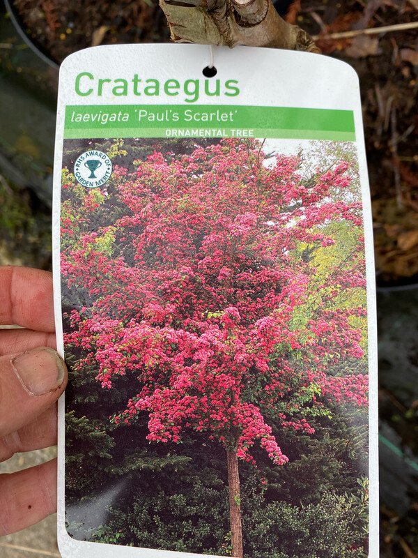 Crataegus 'Paul's Scarlet' - Redthorn