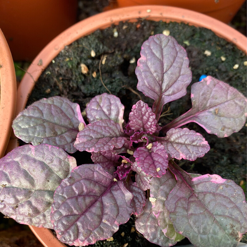 AJUGA BUGLE BURGUNDY GLOW carpet plant With purple flowers that Is ideal on banks spreading In beds !