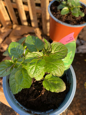 Mint &#39;Grapefruit&#39;