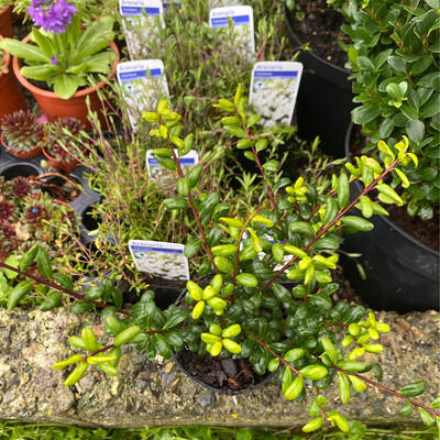 Holly Box “Dark Green Hedger” ,Hedging - Perfect for edging or hedging