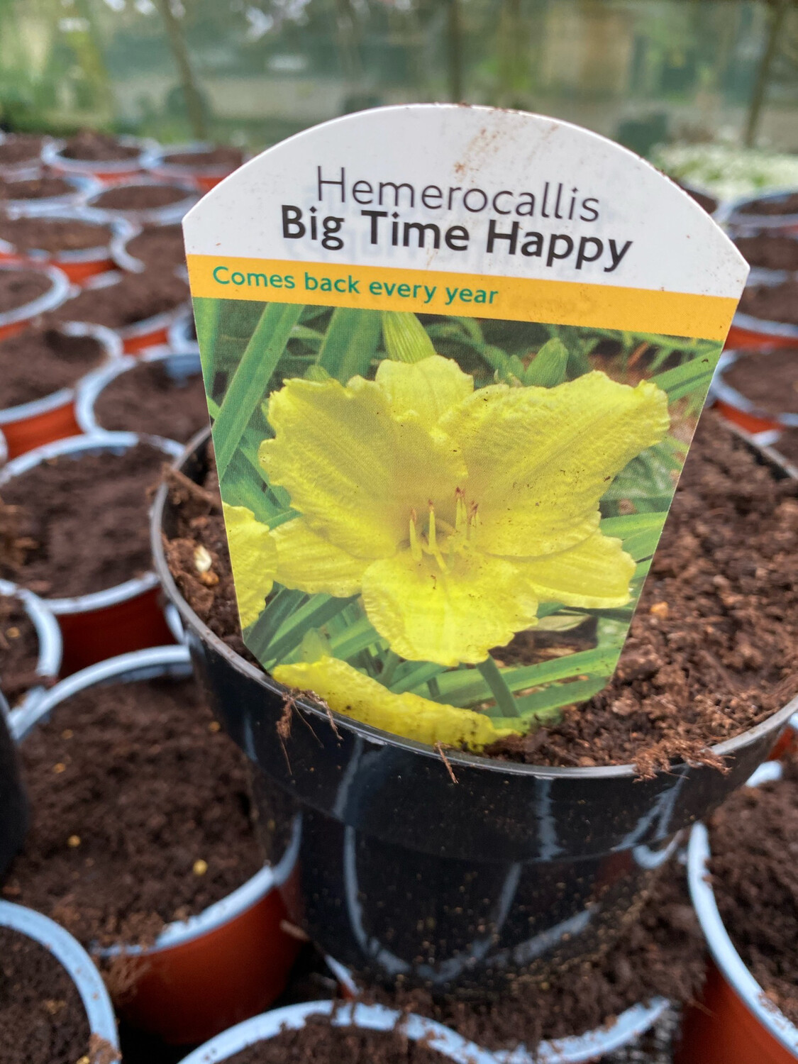 DAY LILY “BIG TIME HAPPY is a reliable Day lily with deep canary yellow fragrant flowers with wavy petals. Flowers from early summer until mid autumn Winter hardy and lasts for years .