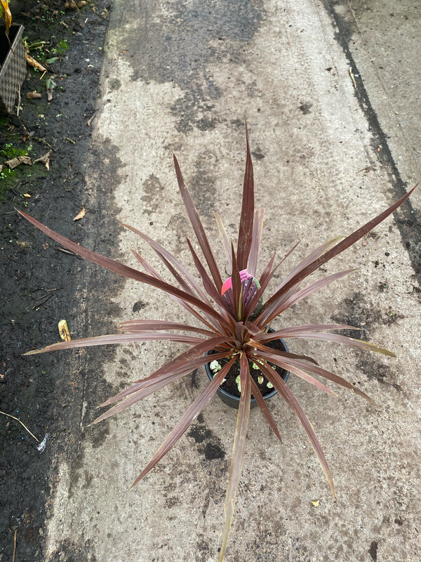 Cordyline 'Red Star' (SMALL SIZE)