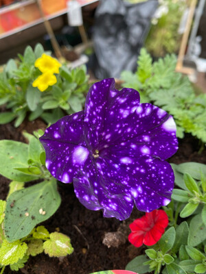 Startunia Petunia - Night Sky BLUE (Night Sky) Perfect In baskets ,pots Flowers Non Stop until October