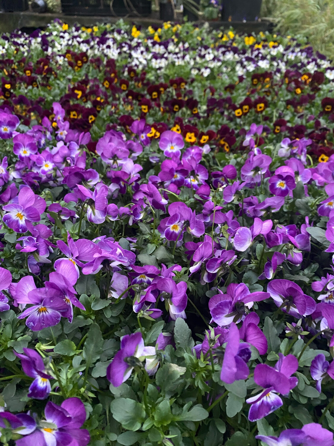 20 TRAILING VIOLAS MIXED COLOURS for Baskets ,Pots Window Boxes