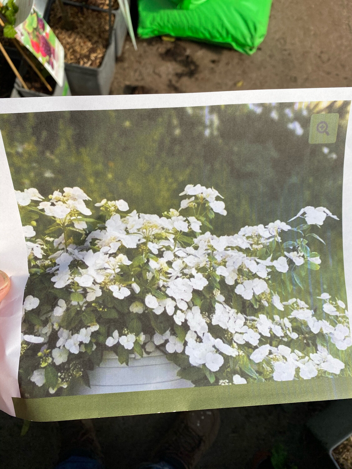 Hydrangea 'Runaway Bride'