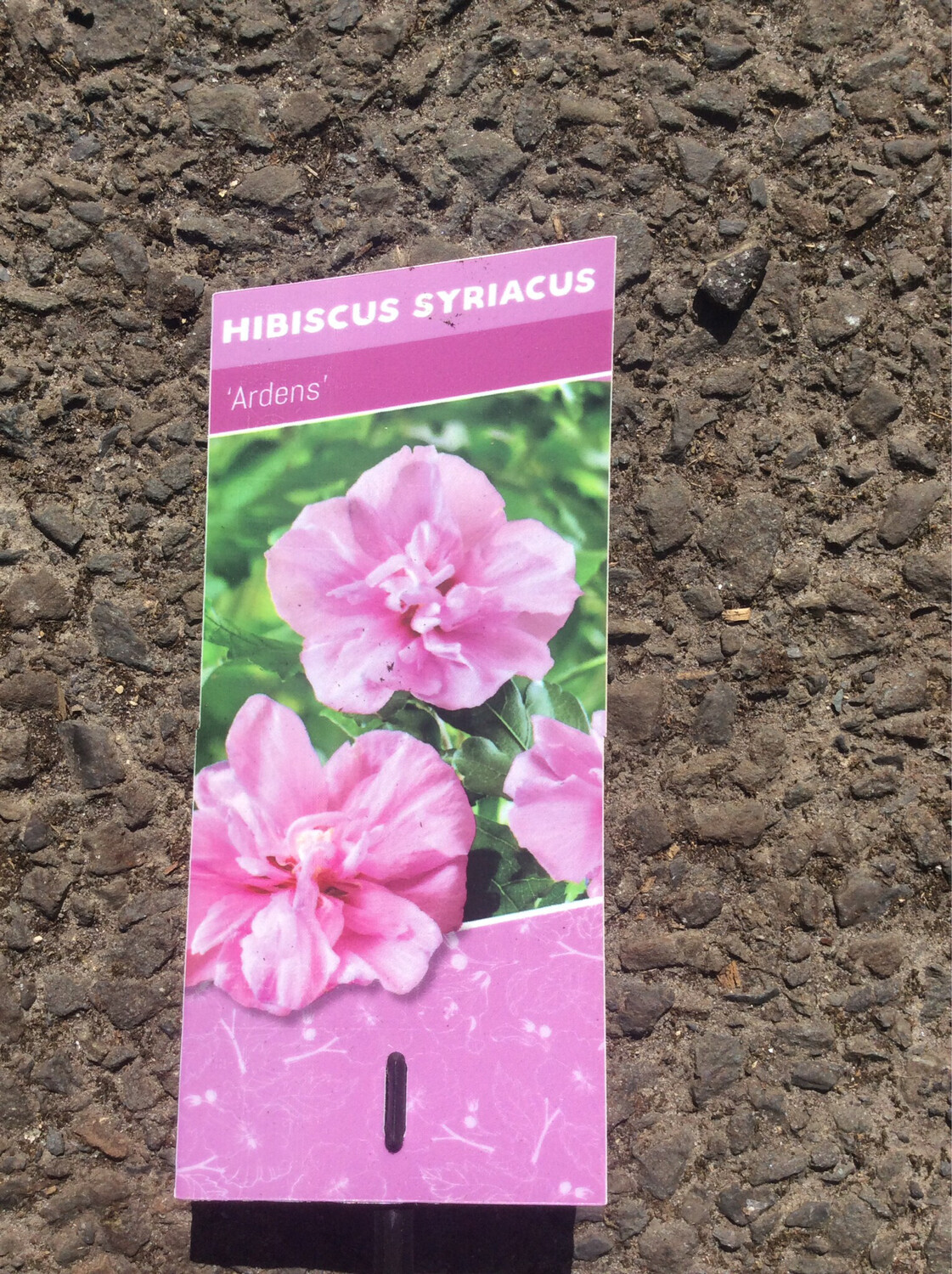 Hibiscus Syriacus “ Lady Stanley ”. Small hardy tree . Washed pink flowers rippled deep pink in summer and early autumn . Winter Hardy. Strong Pot Grown Plant.Good in pots or beds