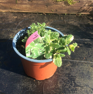 Pineapple Mint
