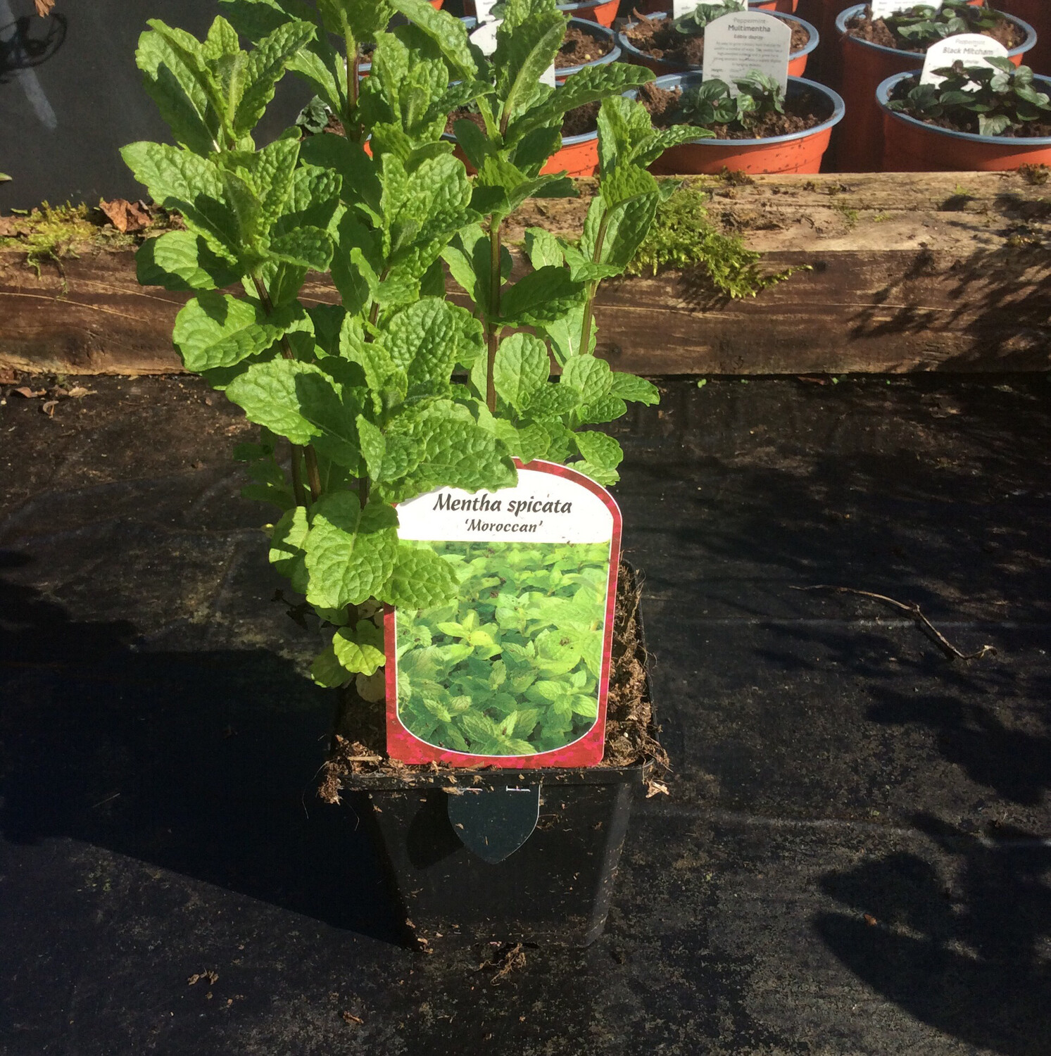 Moroccan Mint