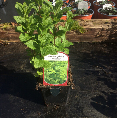 Moroccan Mint