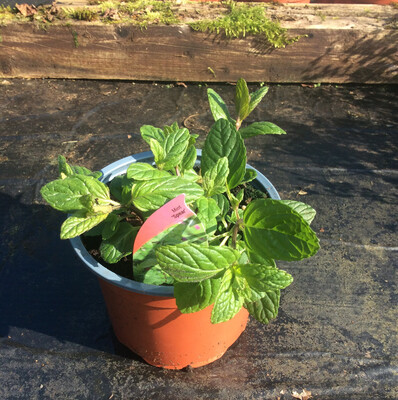 Spearmint