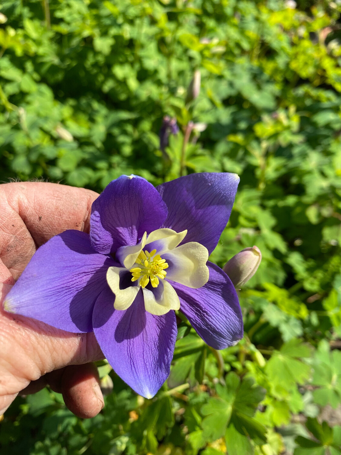 GRANNIES BONNETS purple ,thrive On neglect and last forever WILL BE CUT BACK FOR DELIVERY 