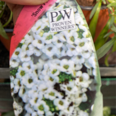 Alyssum SNOW CRYSTAL PRINCESS for pots ,baskets,beds Flowers non stop until October