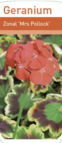 GERANIUM MRS POLLOCK FANCY LEAF  GERANIUM that flowers from spring until October Perfect in outdoor pots and beds or as a indoor plant