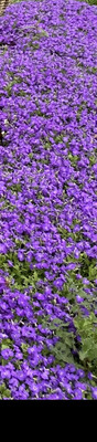 AUBRIETA Chianti a hardy Purple Rock Cress that flowers for months and lasts for years Perfect as a carpet plant or spilling over walls and kerbs.Strong plants ..extra large deep purple AUBRIETA Chianti a hardy Purple Rock Cress that flowers for months and lasts for years Perfect as a carpet plant or spilling over walls and kerbs.Strong plants ..extra large deep purple