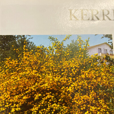 Kerria Japonica Plenifora (Bachelors Buttons )Tough shrub with fresh green foliage and yellow double flowers. Can be trained against a wall or left freestanding. Height Approx 6 Ft Or prune to 3 ft