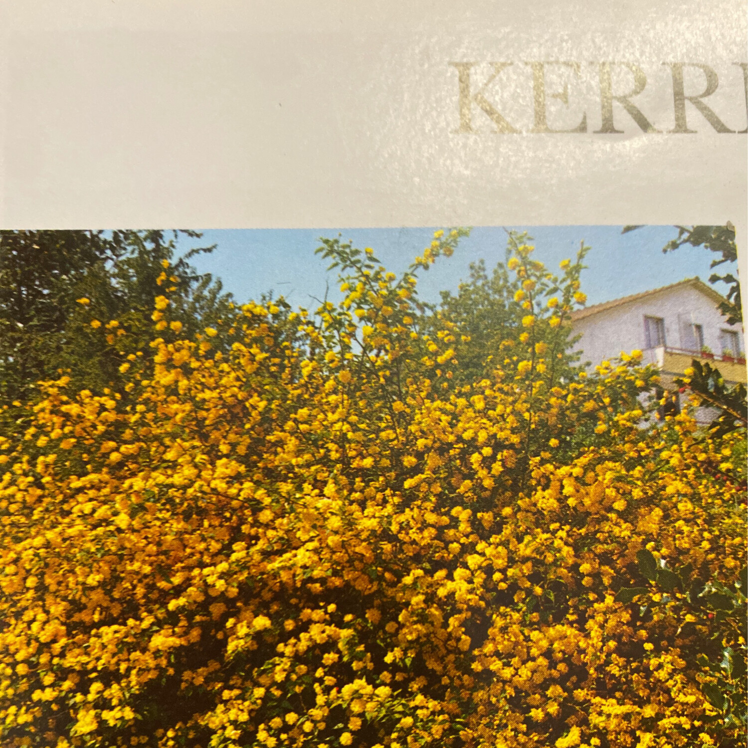 Kerria Japonica Plenifora Tough shrub with fresh green foliage and